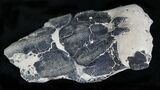 Fossil Lobster (Linuparis) - Eocene, London Clay #22086-1